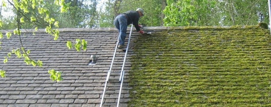 best roof moss removal service in portland